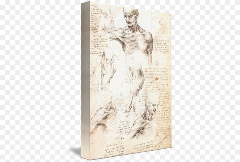 Banner Library Download Anatomical Drawing Modern Anatomical Studies Of A Male Shoulder, Art, Painting, Adult, Wedding Free Transparent Png