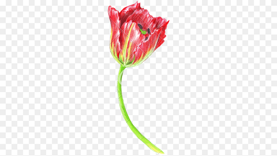 Banner Library Hand Of A Tulip Photos By Canva Detailed Colored Pencil Flowers, Flower, Petal, Plant, Rose Free Png Download