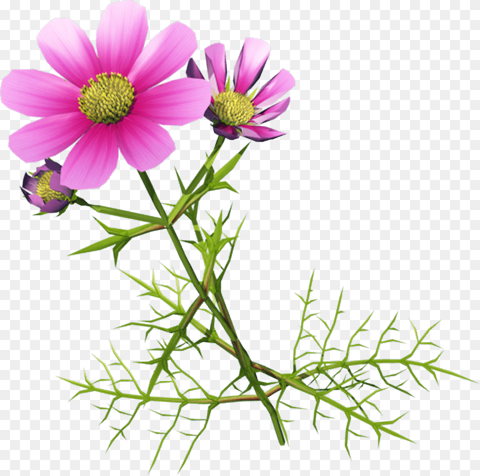 Banner Library Download Indicum Cosmos Bipinnatus Clip Kosmeya Klipart, Anemone, Pollen, Daisy, Flower Png Image