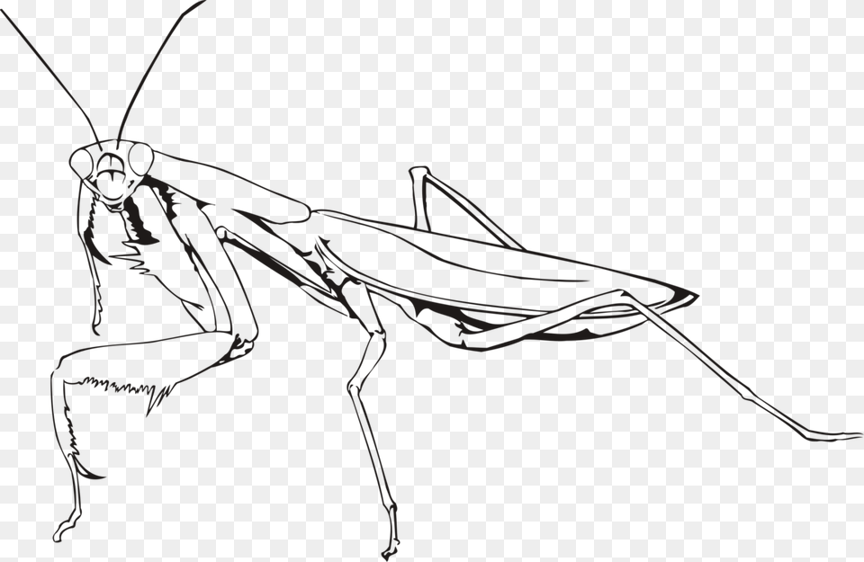 Banner Library Insect European Chevrolet Commercial Praying Mantis Line Drawing, Animal, Grasshopper, Invertebrate Free Png