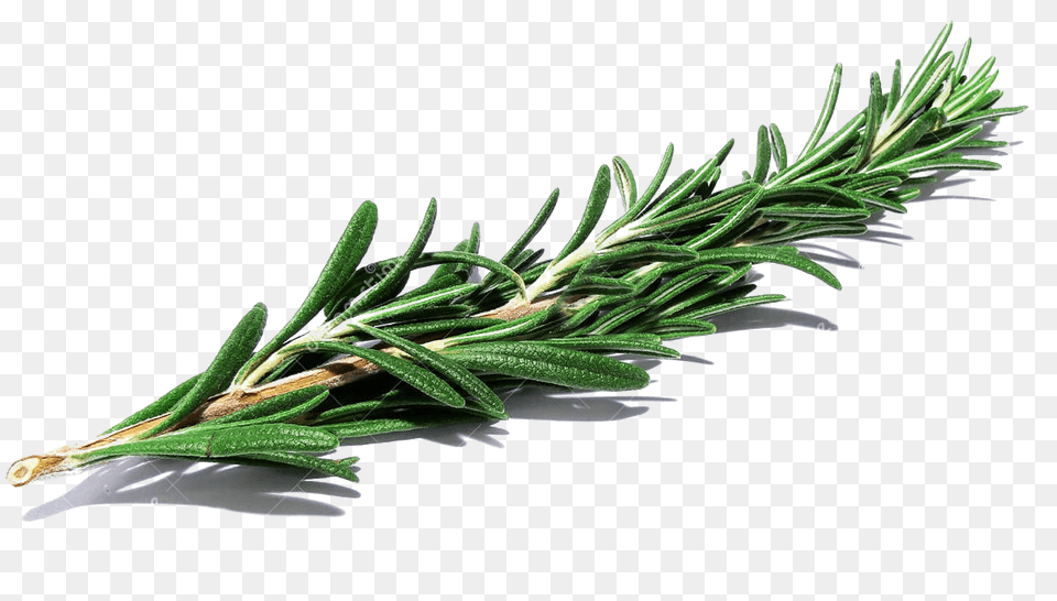 Banner Library Library Herbs Drawing Herb Bouquet Transparent Background Herb, Conifer, Herbal, Plant, Tree Png