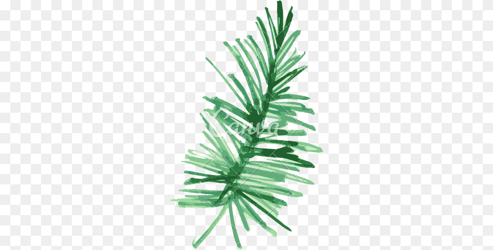 Banner Library Library Pine Fir Leaf Plant Painting Tropical Plants Water Color, Conifer, Tree, Person Free Png Download