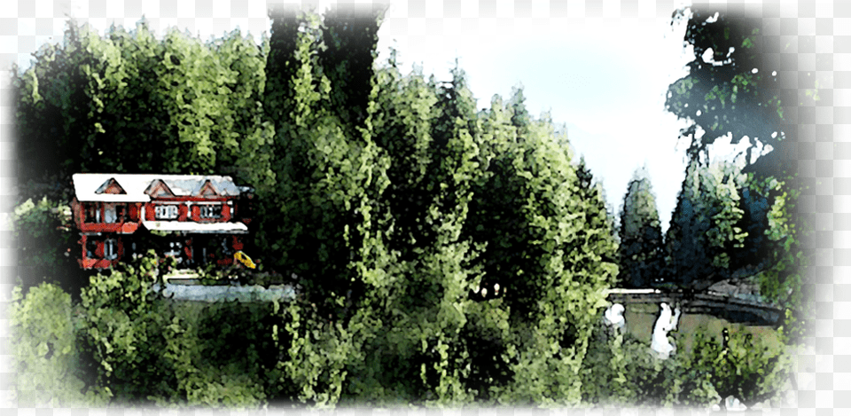 Banner Pic0 Shortleaf Black Spruce, Vegetation, Tree, Scenery, Fir Png Image