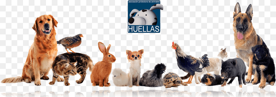 Banner Protectora Huellas Pet Are Family, Animal, Bird, Chicken, Poultry Png