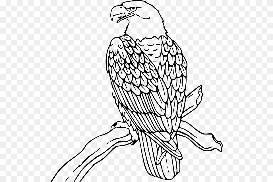 Banner Royalty Fish Eagle Line Drawings Coloring Eagle, Person, Animal, Bird, Art Free Transparent Png