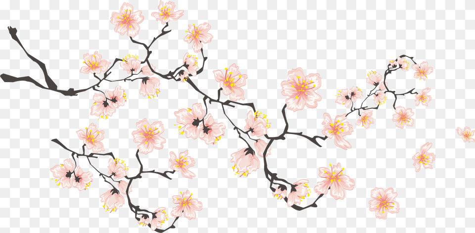 Banner Royalty Stock If We Download Icon Cherry Blossom Branch Icon, Cherry Blossom, Flower, Plant, Person Png