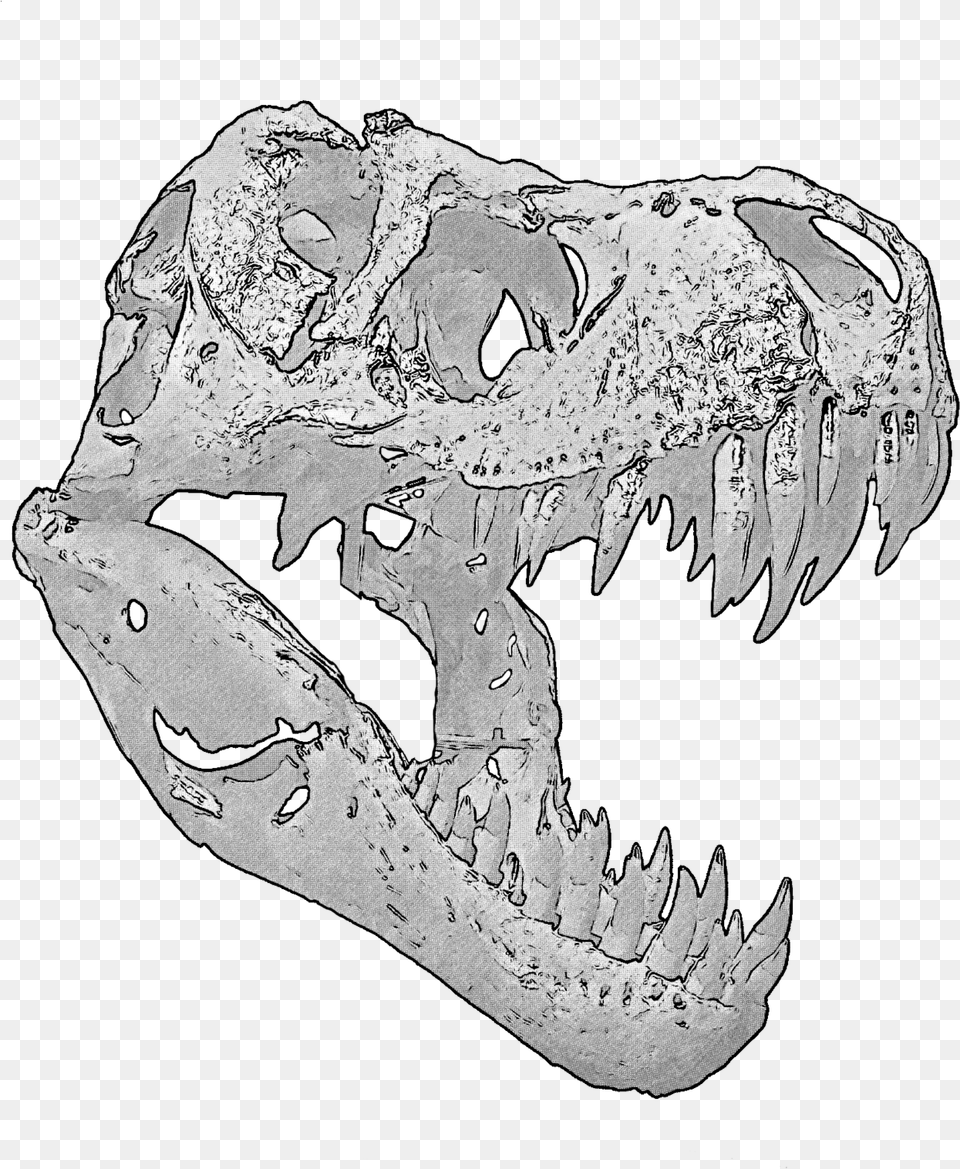 Banner T Rex Skull T Rex Skull Person Free Transparent Png