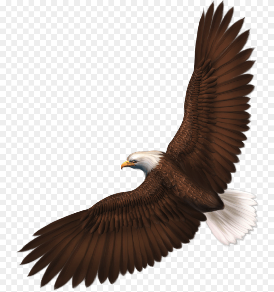 Banners Clipart Eagle Of Winging, Animal, Bird, Flying, Bald Eagle Png Image