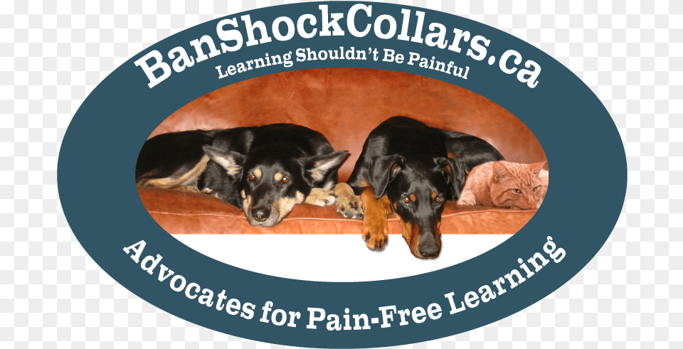 Banshockcollarsca Dfownloadable Resources Companion Dog, Animal, Canine, Mammal, Pet Free Transparent Png