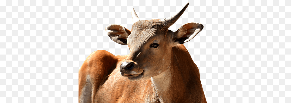 Banteng Animal, Bull, Mammal, Cattle Free Png