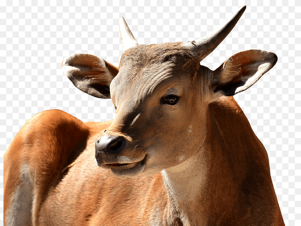 Banteng Animal, Bull, Mammal, Antelope Free Png Download