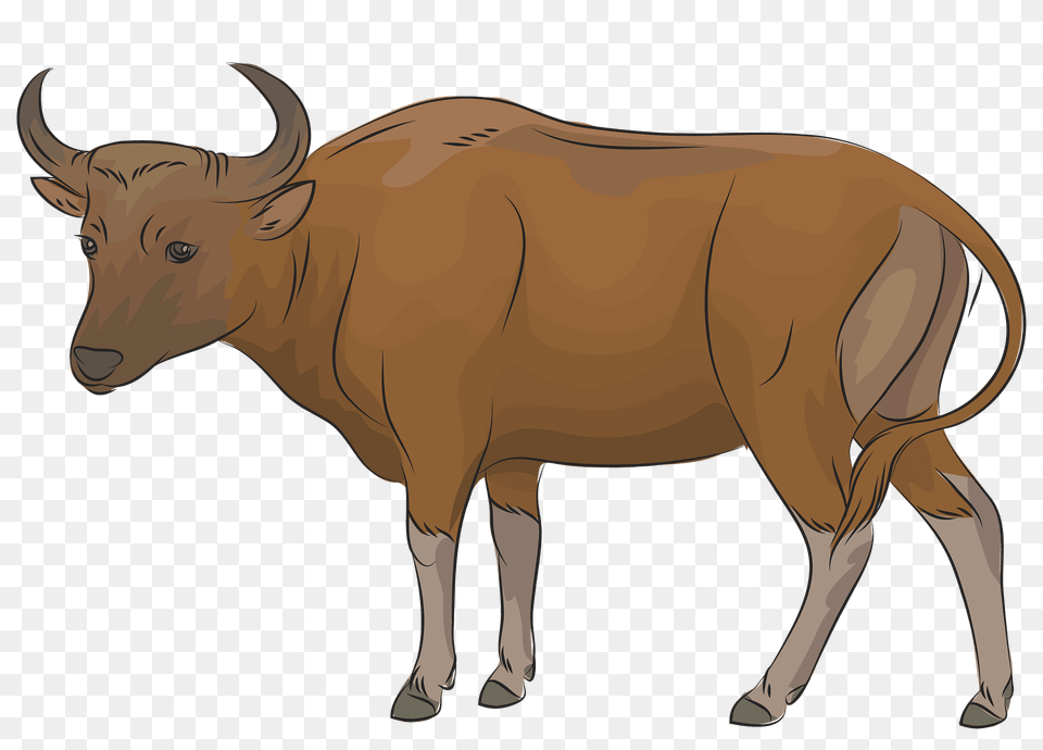 Banteng Clipart, Animal, Bull, Cattle, Livestock Free Png Download