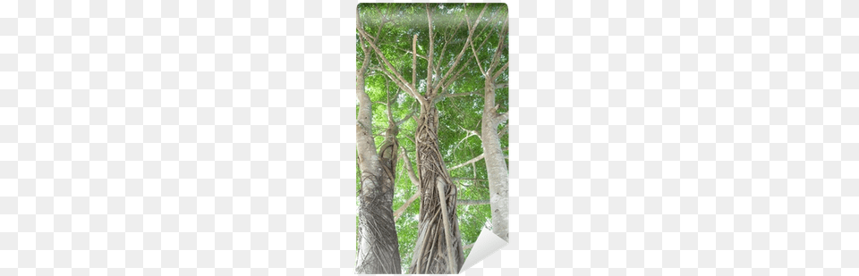 Banyan, Plant, Tree, Tree Trunk Png Image