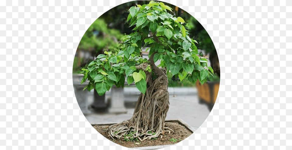 Banyan Saflax Potting Set Bonsai Peepul Tree Sacred, Leaf, Plant, Potted Plant, Photography Free Transparent Png