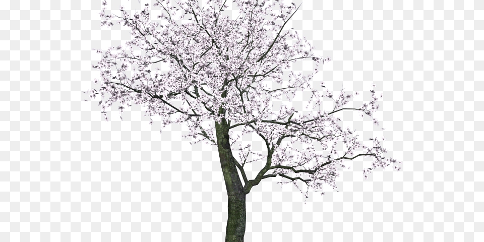 Banyan Tree Clipart Ped Tree Sakura, Flower, Plant, Ice, Outdoors Free Transparent Png