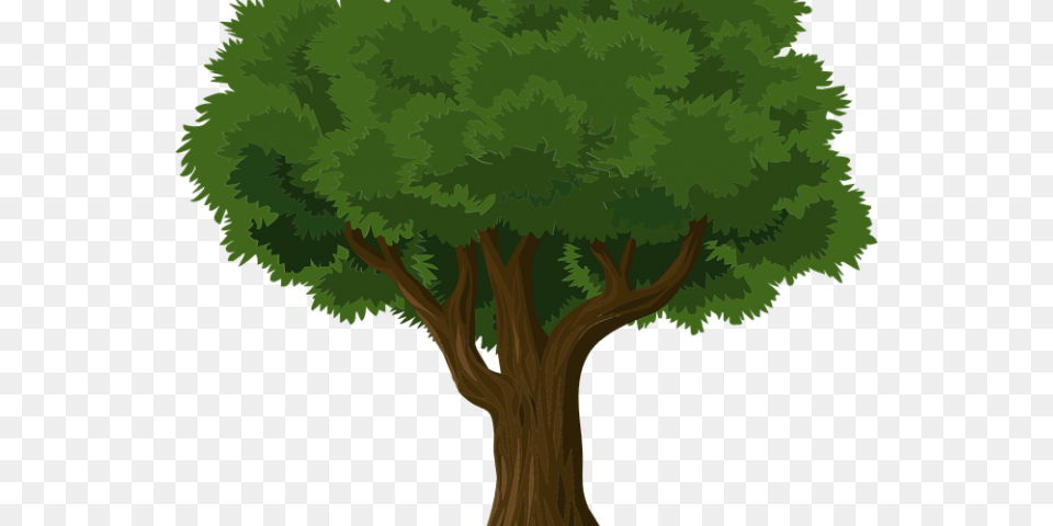 Banyan Tree Clipart Tree Drawing, Plant, Vegetation, Tree Trunk, Conifer Png Image