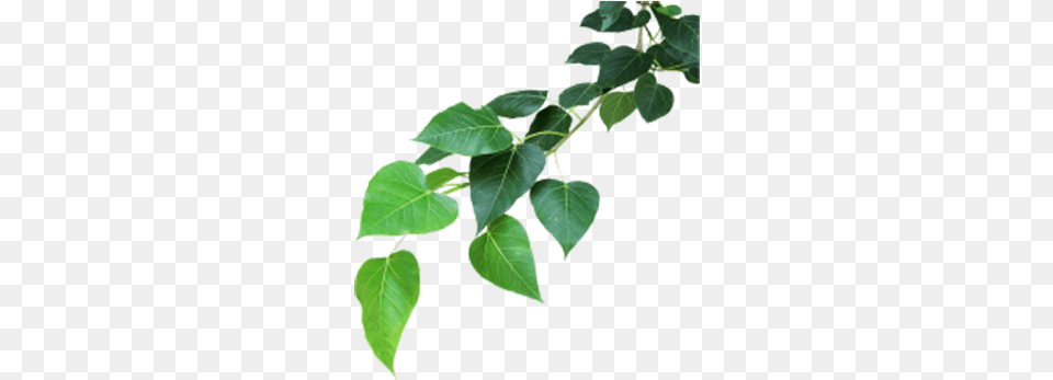Banyan Tree Leaf, Plant, Ivy, Potted Plant, Vine Free Png Download