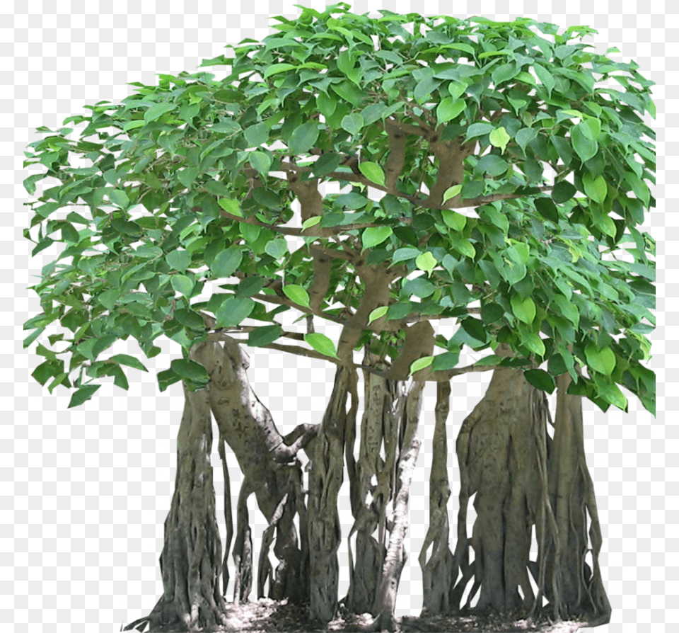 Banyan Tree Root, Plant, Potted Plant, Bonsai Png Image