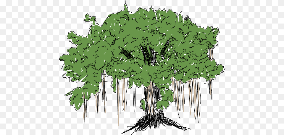 Banyan Tree Stem, Woodland, Vegetation, Rainforest, Plant Png