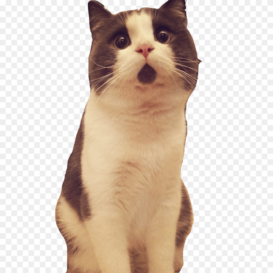 Banye Surprised Cat Looking Up, Animal, Mammal, Pet, Manx Png Image