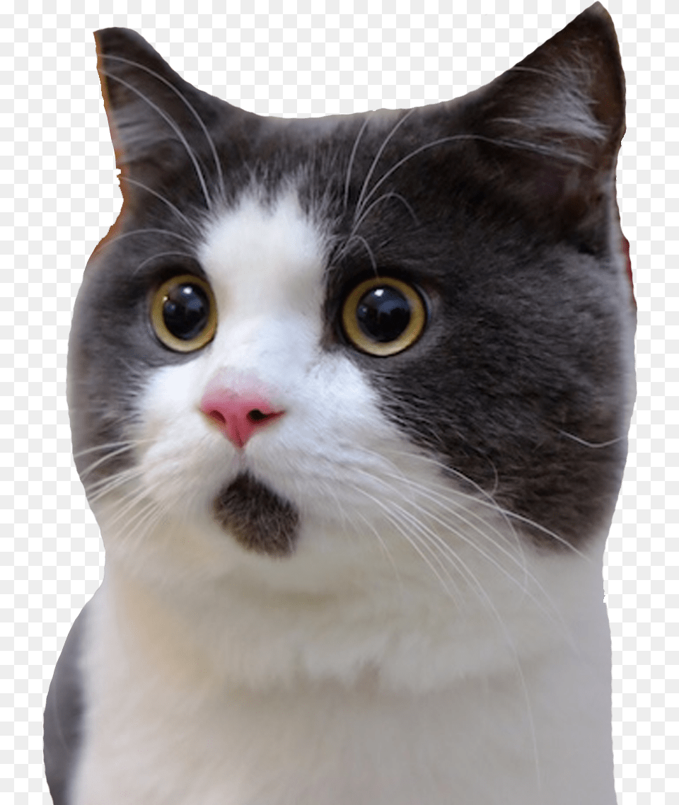 Banye Surprised Cat Smoking Cat Video Ad, Animal, Mammal, Manx, Pet Png Image