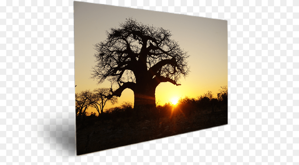 Baobab Silhouette, Tree Trunk, Tree, Sunset, Sunlight Free Transparent Png