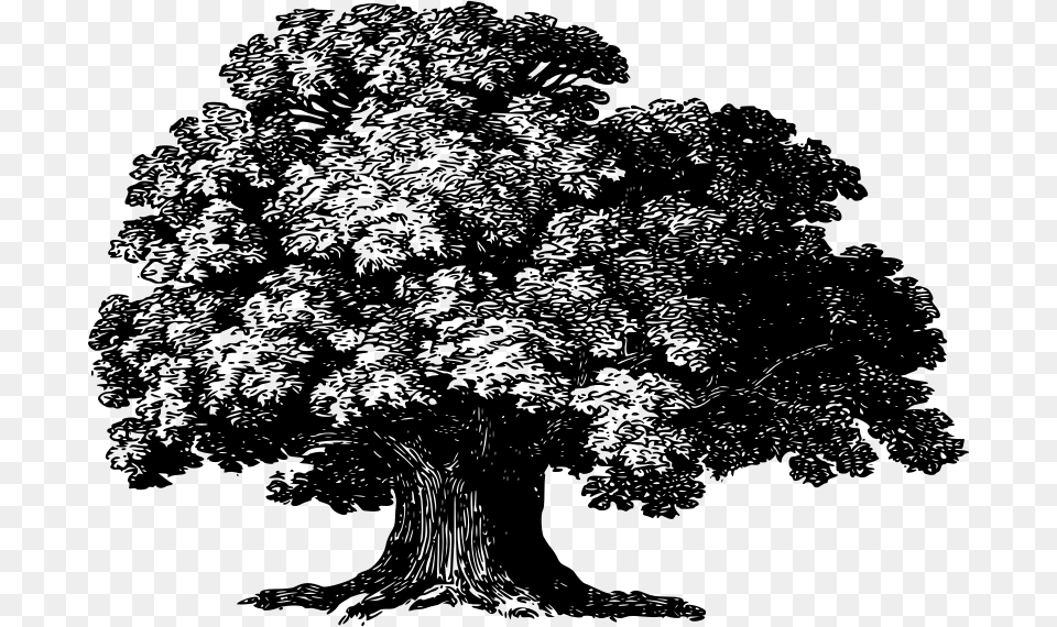 Baobab Tree Baobab Tree Clipart Black And White, Gray Png Image