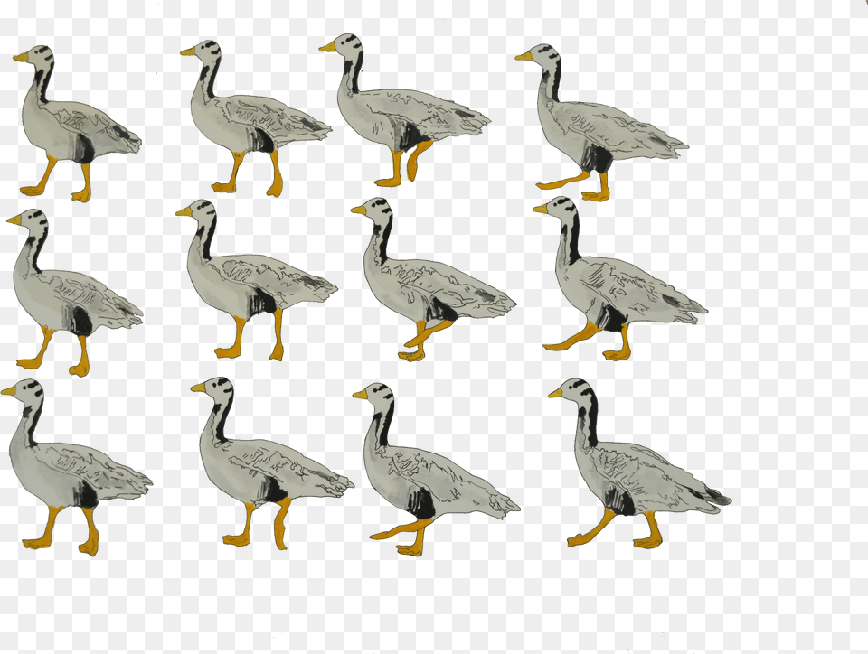 Bar Headed Goose Walking Animation Frames Elephant, Animal, Bird, Waterfowl, Beak Png Image