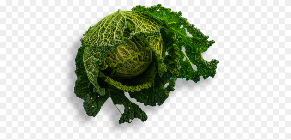 Bar Lupulus Faraona Savoy Cabbage Kitchen Collard Greens, Food, Leafy Green Vegetable, Plant, Produce Free Transparent Png