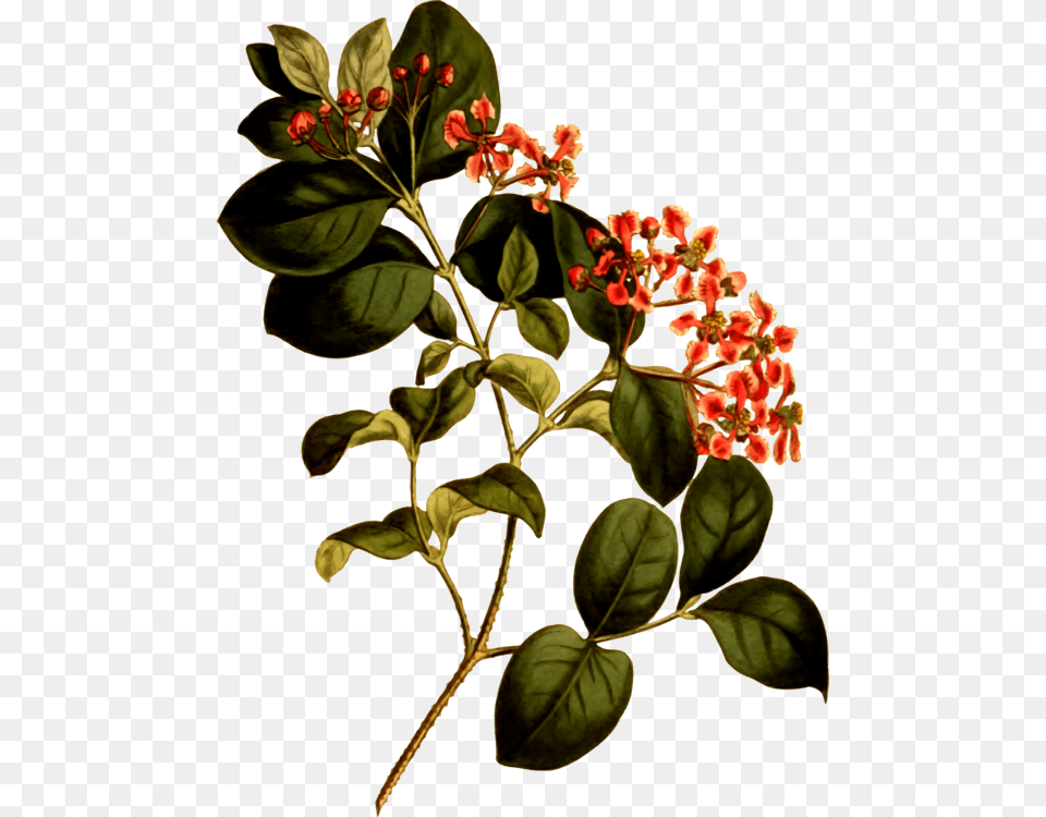 Barbados Cherry Wild Crapemyrtle Plants Antilles, Acanthaceae, Flower, Flower Arrangement, Geranium Png Image
