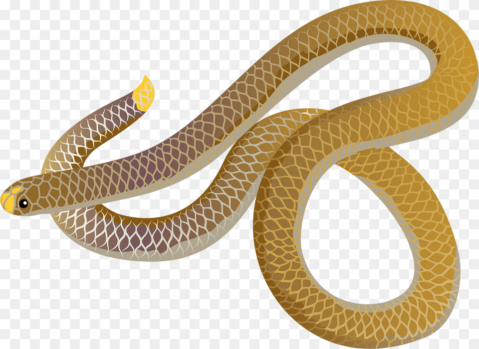 Barbados Threadsnake Clipart, Animal, Reptile, Snake Free Transparent Png