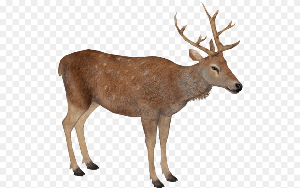 Barbary Deer M Wiki, Animal, Antelope, Mammal, Wildlife Png Image