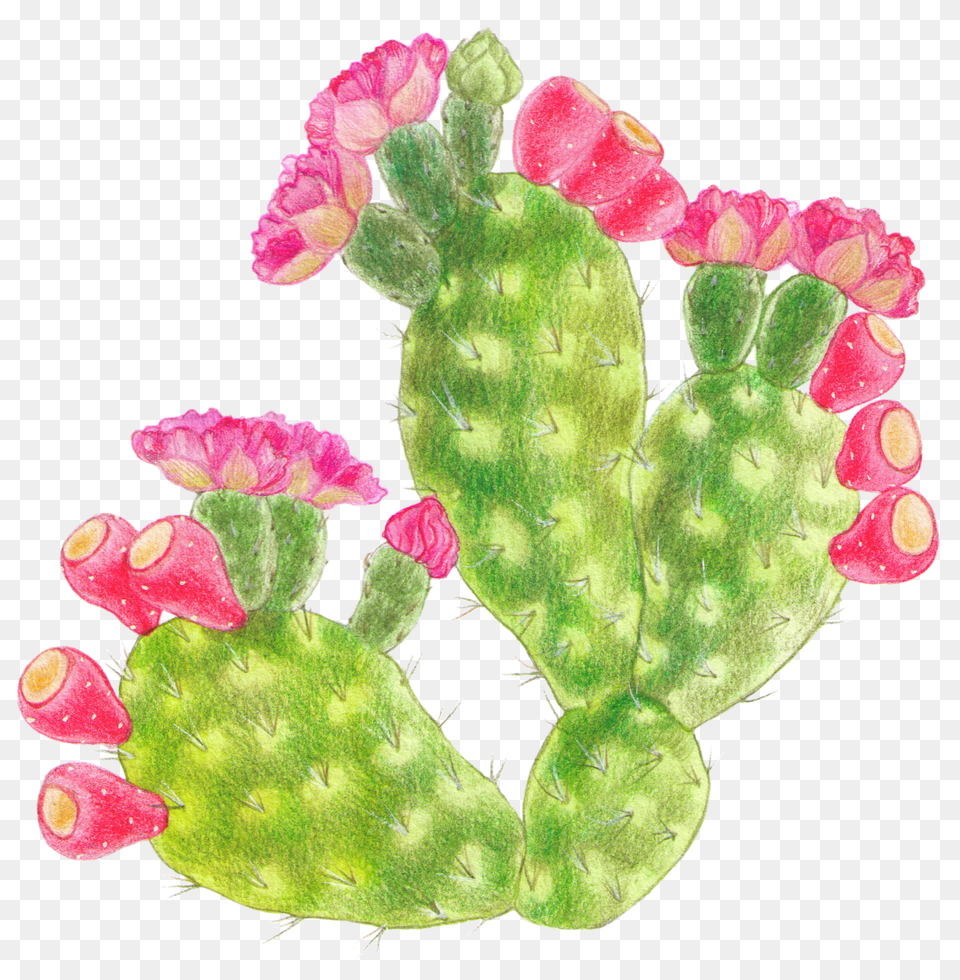 Barbary Fig, Cactus, Plant Png Image
