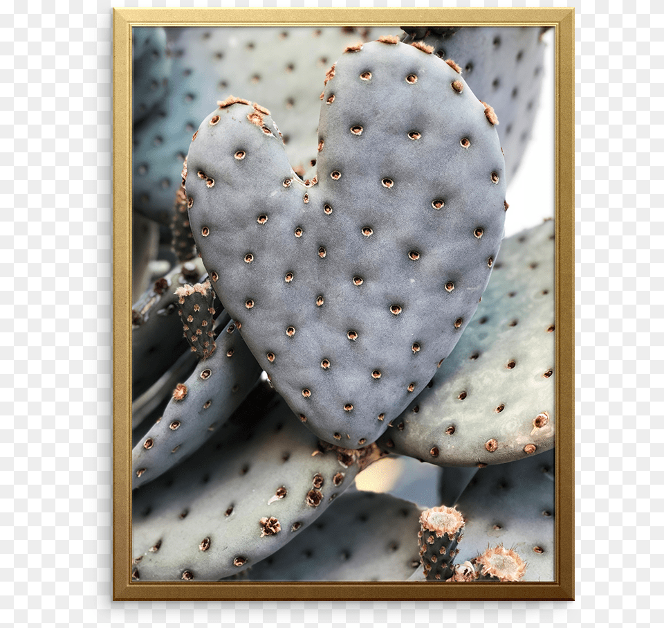 Barbary Fig, Plant, Cactus Free Png Download