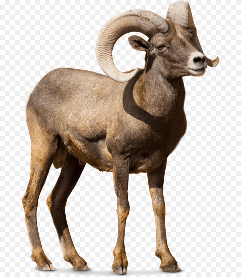 Barbary Sheep Argali Goat Cattle Bighorn Sheep Transparent, Animal, Antelope, Mammal, Wildlife Free Png Download
