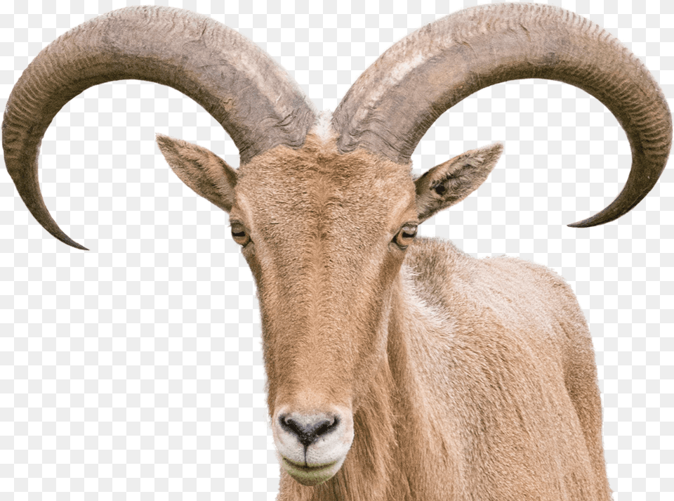 Barbary Sheep Goat Horn, Animal, Antelope, Mammal, Wildlife Free Transparent Png