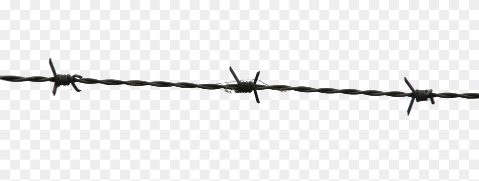 Barbed Wire, Barbed Wire, Animal, Lizard, Reptile Free Png Download