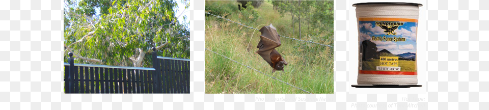 Barbed Wire Dos Safe Fencing And Hot Tape Fence, Animal, Mammal, Wildlife, Bat Free Png