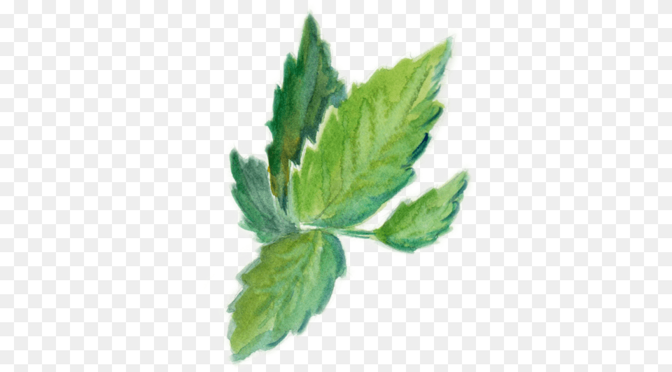 Barbees Nepeta, Herbs, Leaf, Plant, Herbal Free Png