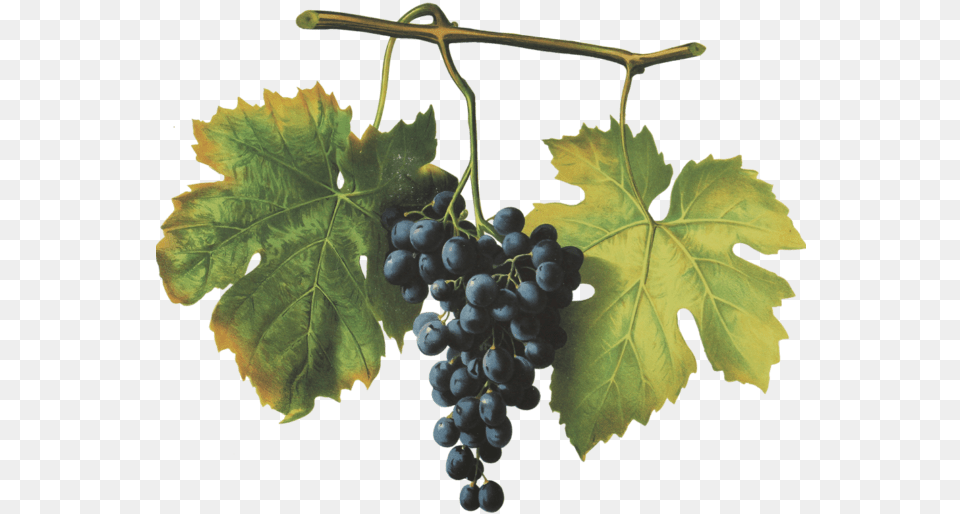 Barbera Seedless Fruit, Food, Grapes, Plant, Produce Free Transparent Png