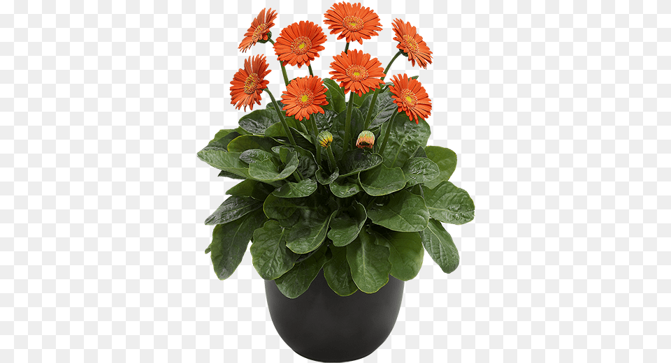 Barberton Daisy, Flower, Flower Arrangement, Plant, Potted Plant Free Png Download