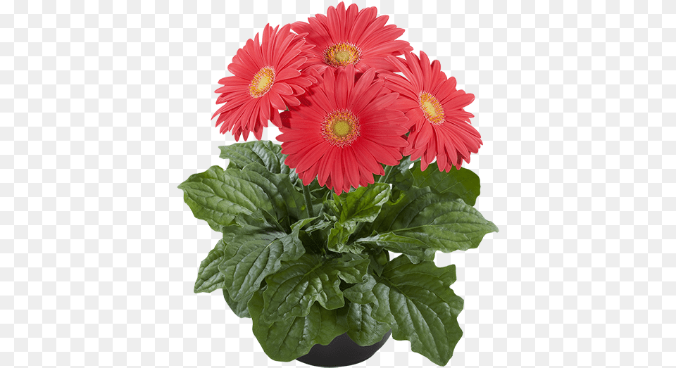 Barberton Daisy, Flower, Plant, Flower Arrangement, Flower Bouquet Png