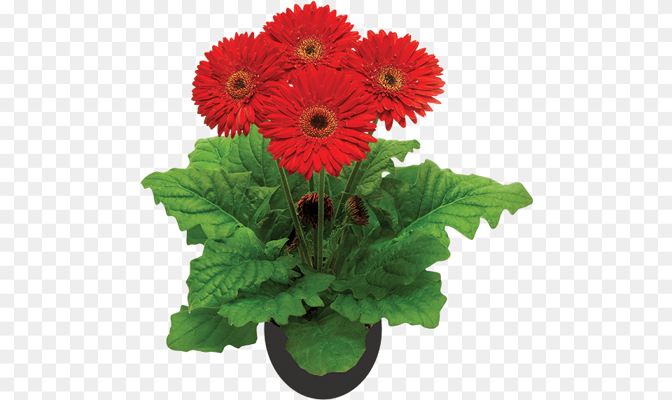 Barberton Daisy, Flower, Plant, Flower Arrangement, Flower Bouquet Png Image