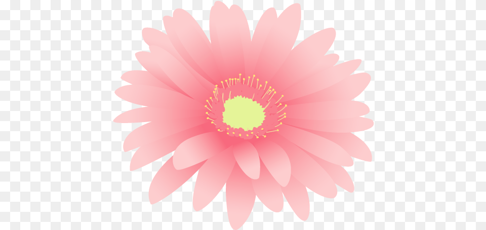 Barberton Daisy, Flower, Petal, Plant, Anther Png