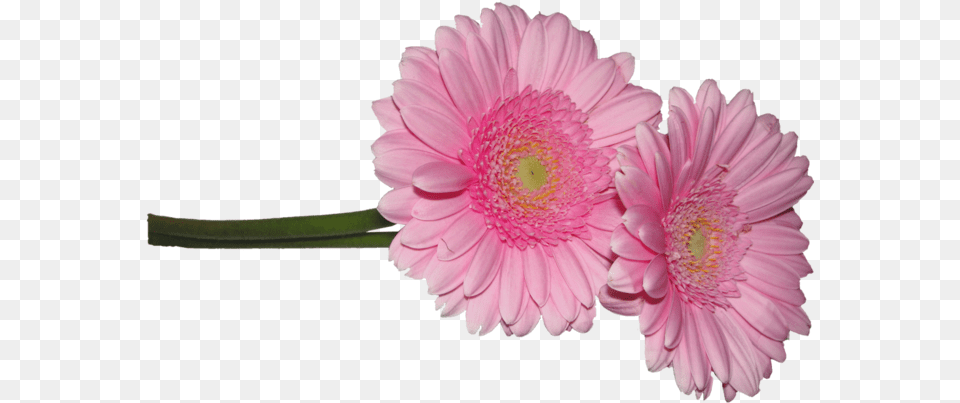 Barberton Daisy, Anther, Dahlia, Flower, Petal Png Image