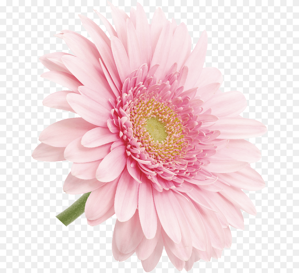 Barberton Daisy, Dahlia, Flower, Petal, Plant Png Image
