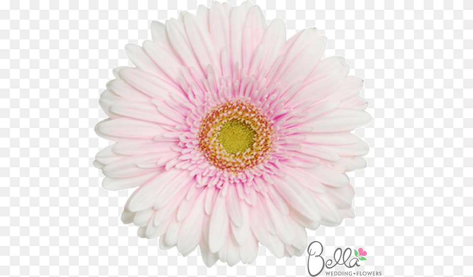 Barberton Daisy, Flower, Plant, Petal, Dahlia Free Png