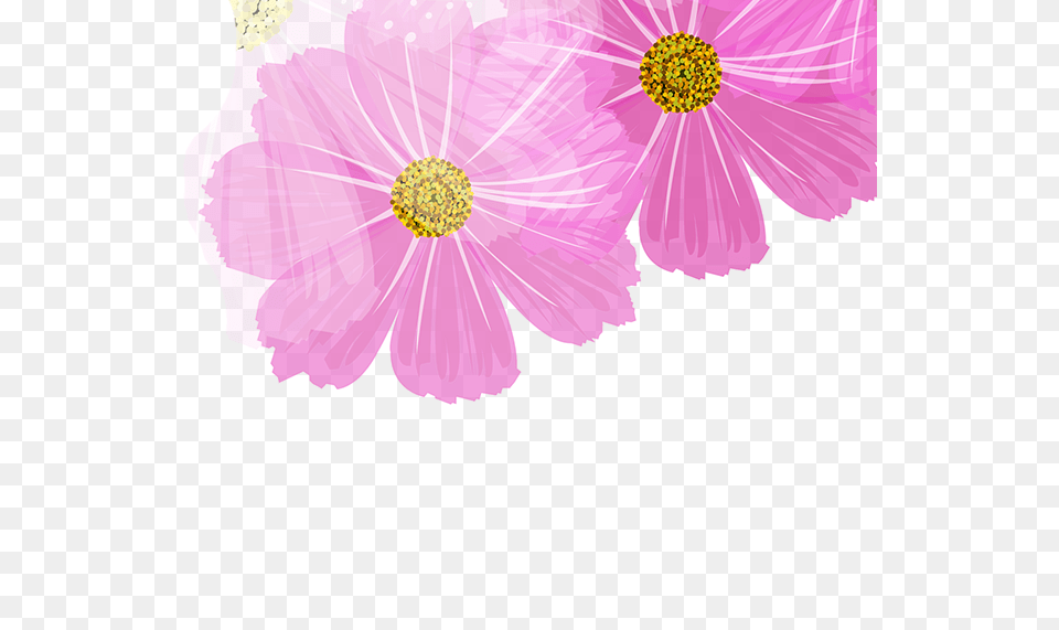 Barberton Daisy, Anemone, Anther, Flower, Petal Free Png Download