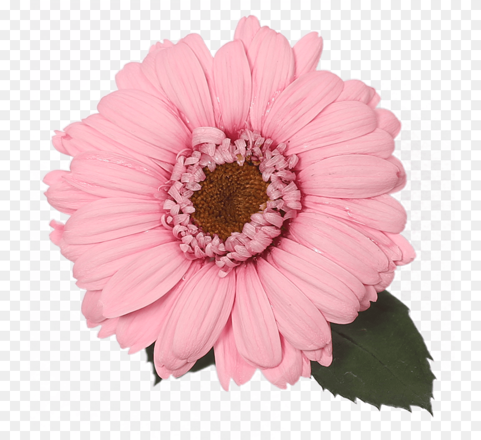 Barberton Daisy, Dahlia, Flower, Petal, Plant Free Transparent Png