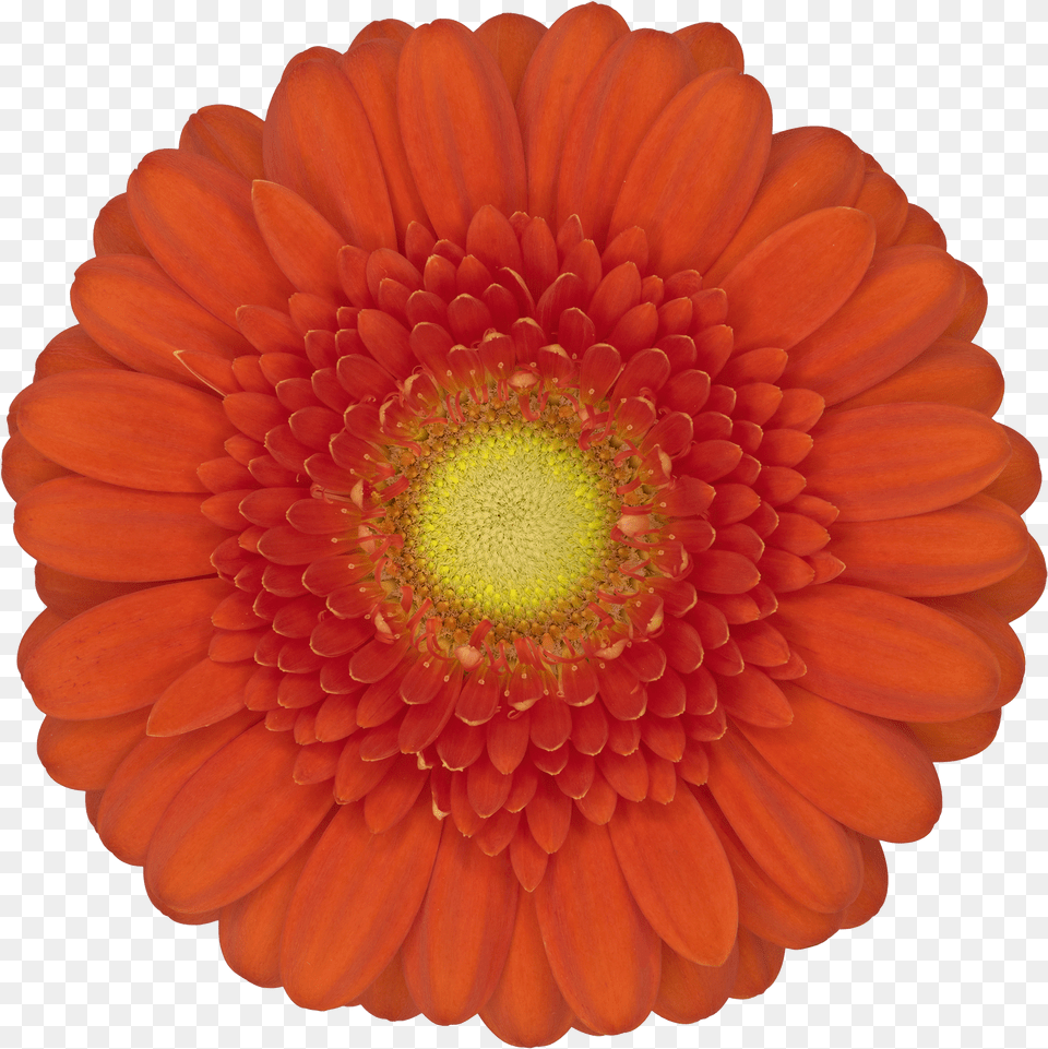 Barberton Daisy Free Png Download